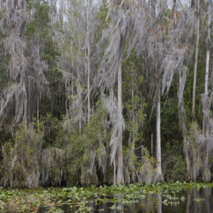 CO-Untitled-3-Swamps-hr-1024x683 کاترین اوپی