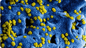 " ویروس کرونا " تصویر میکروسکوپی