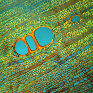 فرنان فدریکی و تصاویر میکروسکوپی نوری