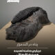 پناه در گندمزار
